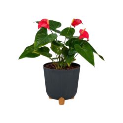 Plastový kvetináč s 3 nožičkami, 25 cm, 4060203