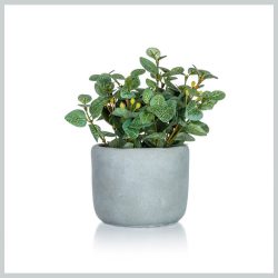   HOME DECOR umelá rastlina v betónovom kvetináči – EUCALYPTUS, 19 x 18 cm 63935051